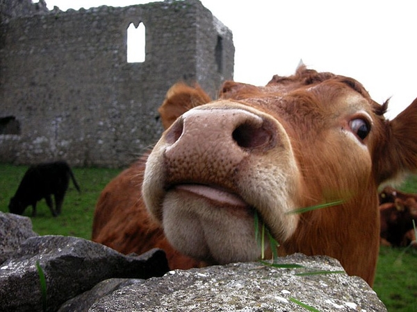 Dairy industry - 20,000 farmers