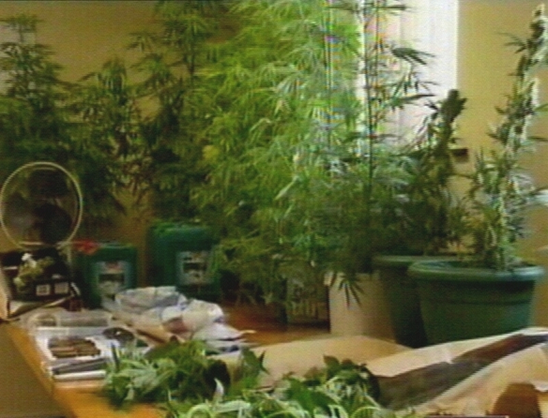 Cannabis - Could be a factor where people show symptoms of psychosis