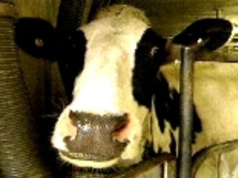 Mooooove Over Lucozade - A new study shows skimmed milk - is the best way to rehydrate