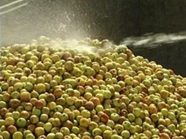 Cider sales - UK Magners shipments to rise 2%
