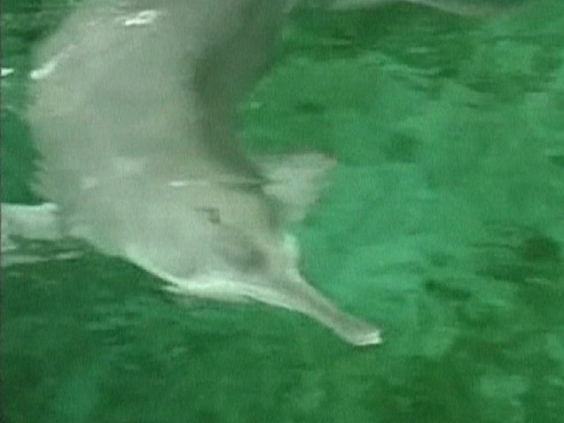 Baiji - Fears dolphins may be extinct