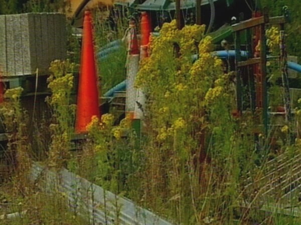 Ragwort - Grows when soil is disturbed