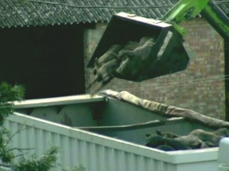 Surrey - Animals were culled yesterday