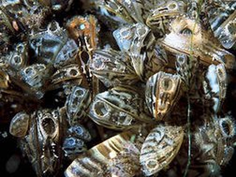 Zebra mussels - Infesting Lough Corrib