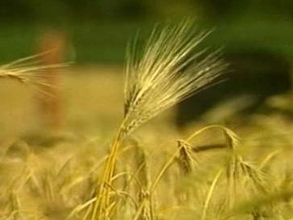 Biofuels - High food prices here to stay - UN