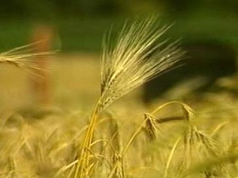 Farming Fuel - What we eat could become what we pump