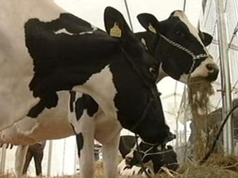 Beef - IFA call for report to be released