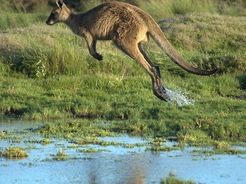 Kangaroo - Two of the marsupials escaped in Denmark