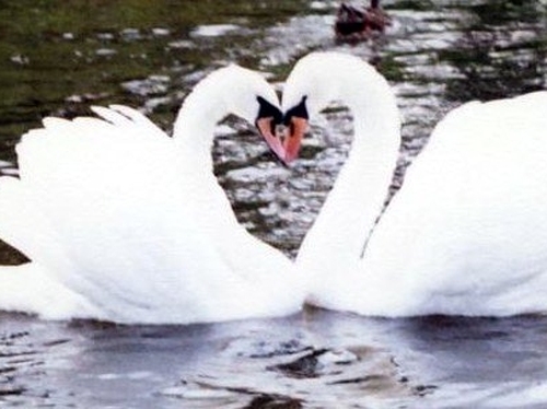 Mute swans - Three dead swans in a UK colony had bird flu
