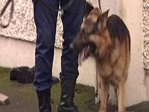 Garda dog handler - Sues for hearing loss