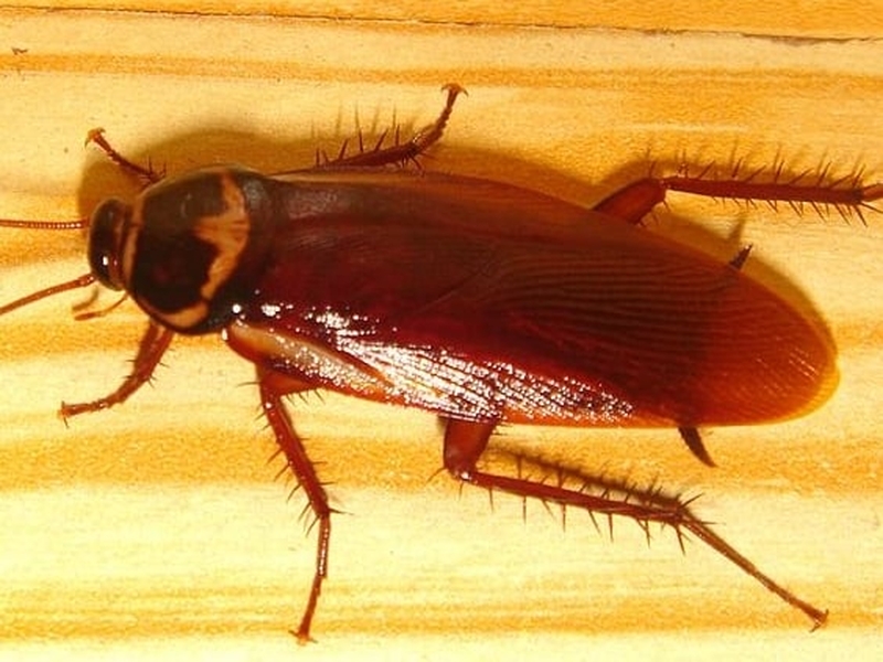 Cockroach - Robots influenced decisions