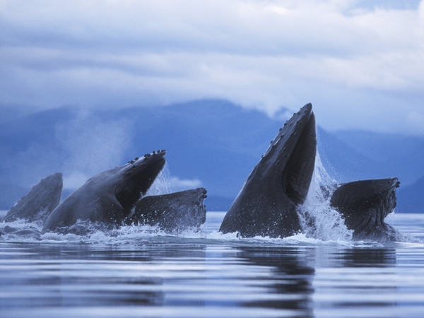 Humpback whales - Taken off vulnerable list