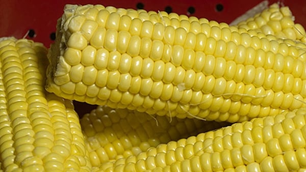 Lucca’s Chicken Wings with Corn on the Cob and She