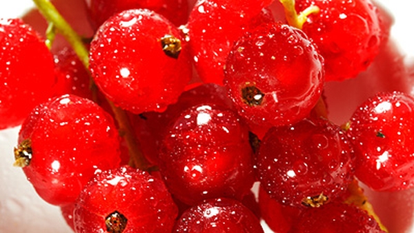 Redcurrant, Gin and Mint Sauce