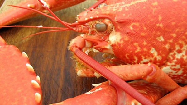 Hot Buttered Lobster