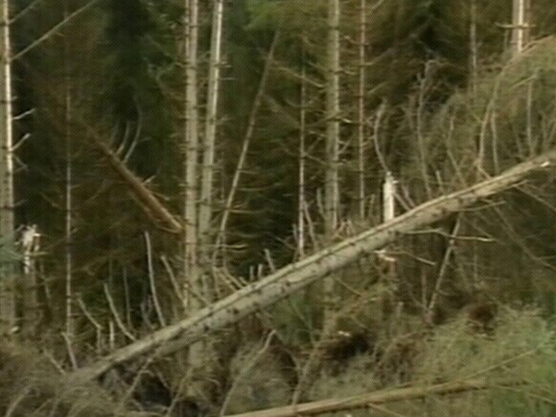 Donegal - Fallen trees knocked out power lines