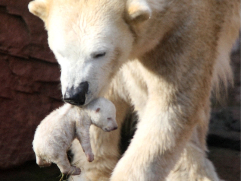 Polar Bears - Habitats are melting away