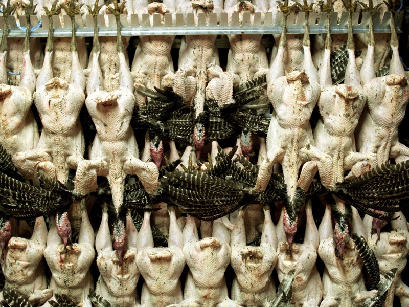 Grove Turkeys - Moving to seasonal production