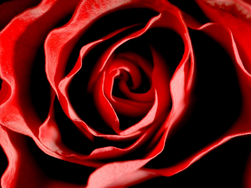 Rose - Millions of flowers sent to Europe from Kenya every day