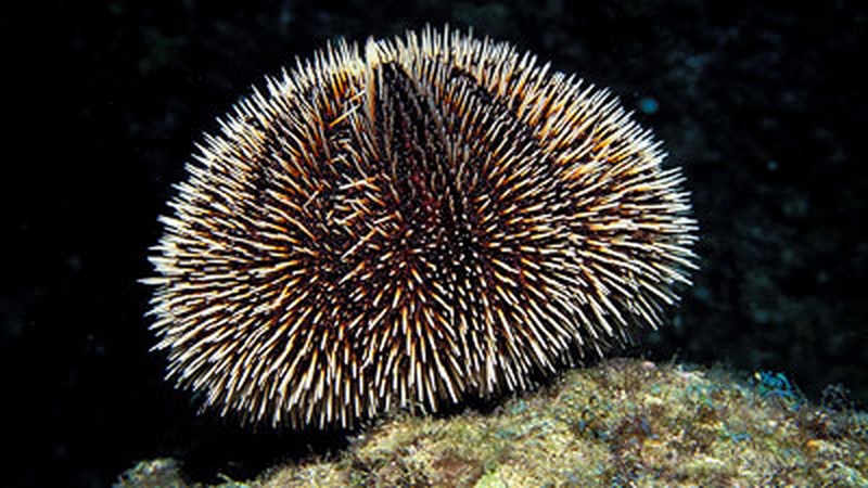 Something new for seafood lovers.