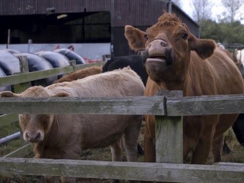 Cows - Stringent measures in place