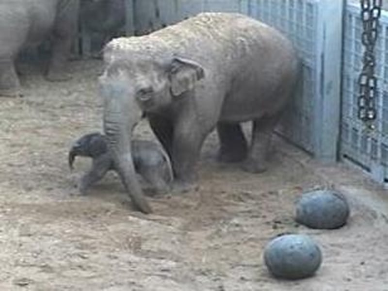 Dublin Zoo - Mother and baby doing well