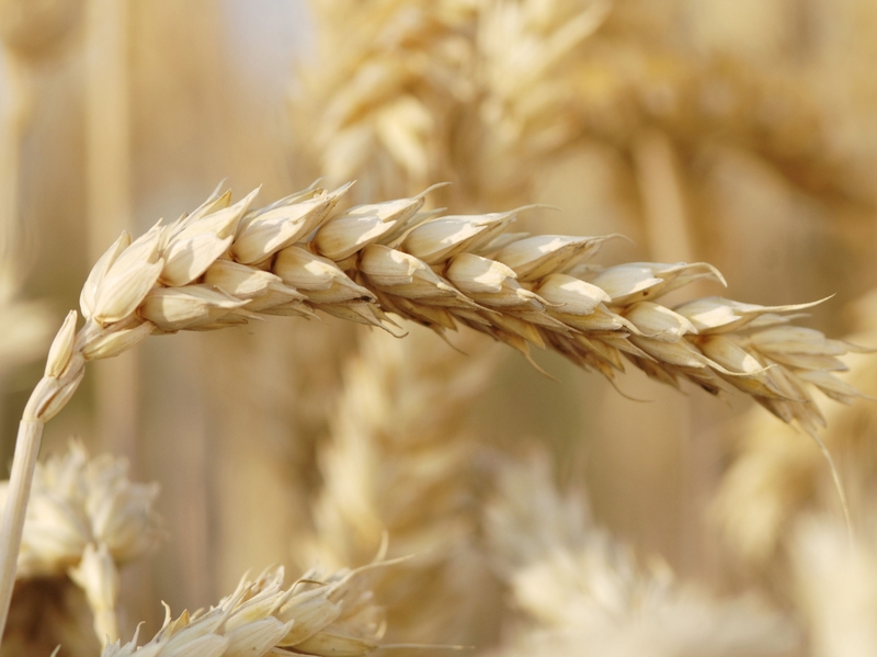 Wheat - Affects coeliacs