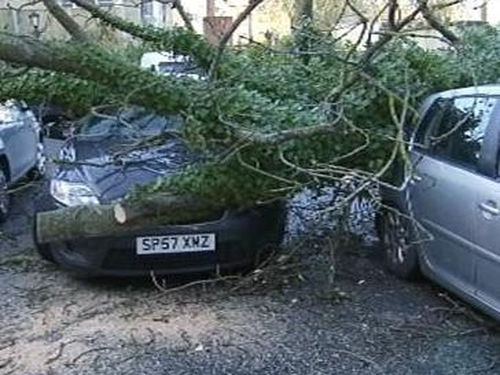 City West - Trees fell damaging cars