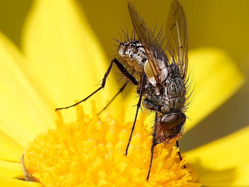 Fly - Man found dead one in water
