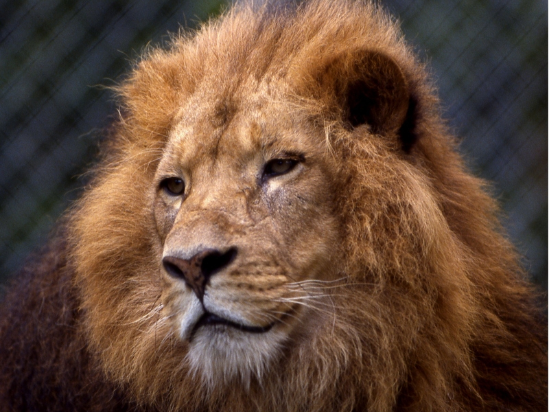 Lion search - Animal may have been a large dog