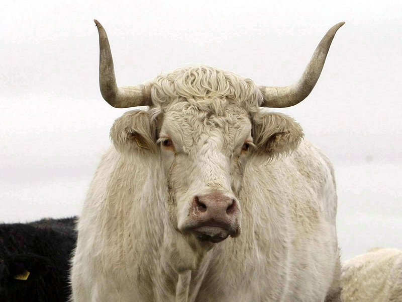 Bull - Mexican bull sent to jail