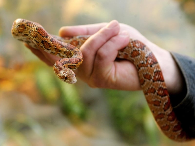 Corn snake - A non-venomous reptile