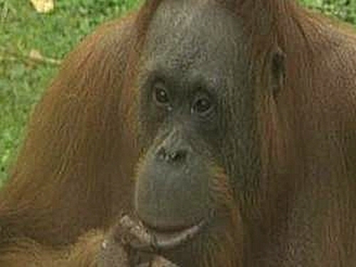 Maggie - Orang-utan tried to escape