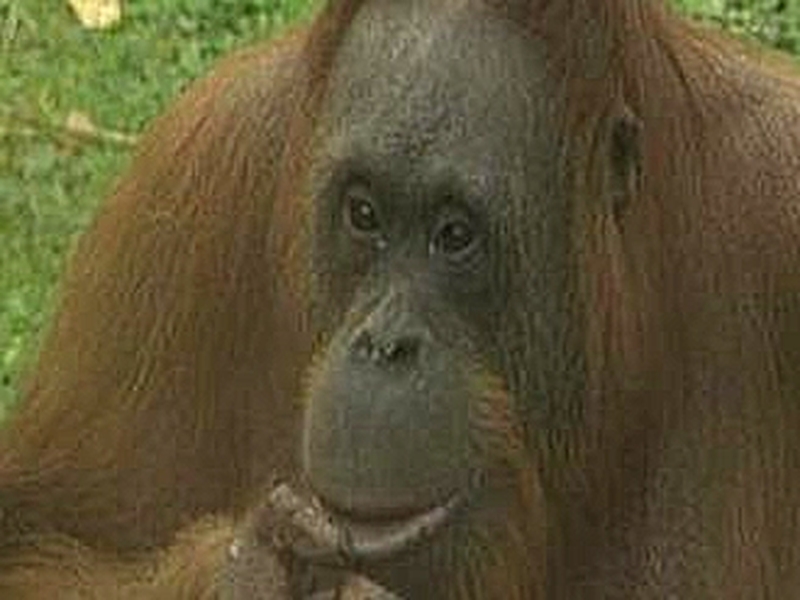 Maggie - Orang-utan tried to escape