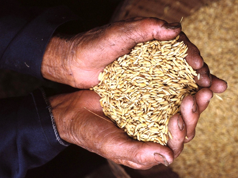 Rice - Rationing in some US stores