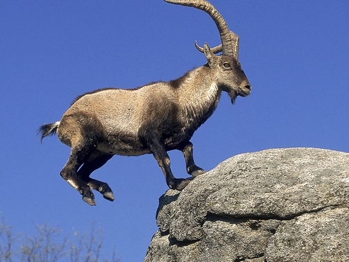Wild goat - Concern over numbers