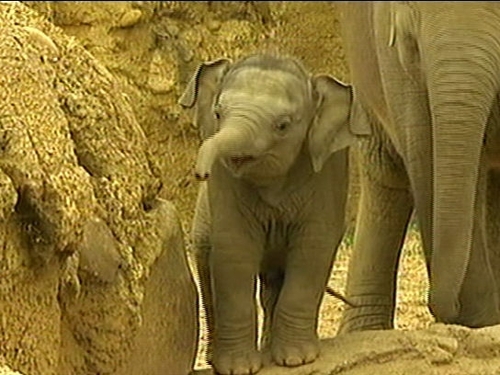 Meet Budi - This 'little' 260kg boy is the newest addition to Dublin Zoo's five elephant herd