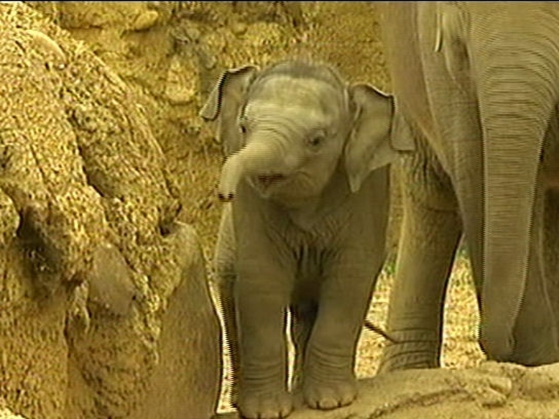 Meet Budi - This 'little' 260kg boy is the newest addition to Dublin Zoo's five elephant herd