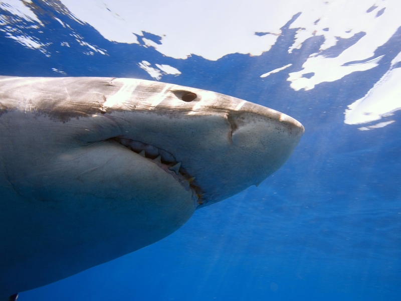 Great White Shark - Experts believe a Great White killed the man