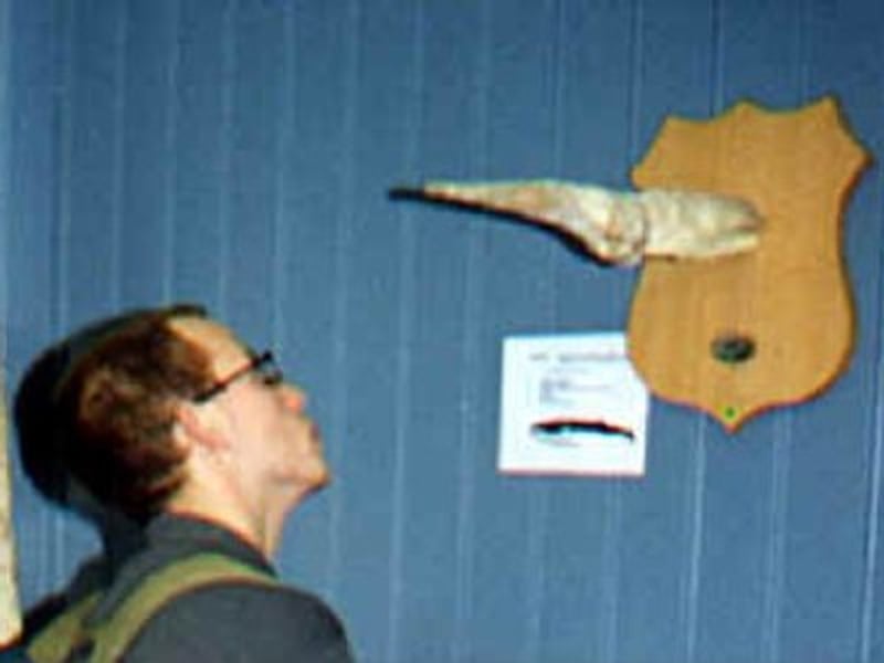 Icelandic Phallological Museum