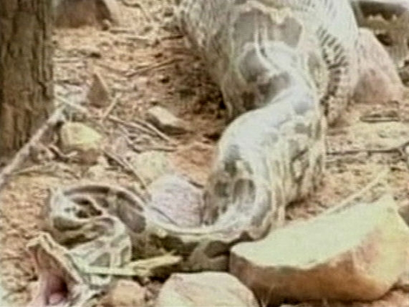 India - Python opts for Full Monty