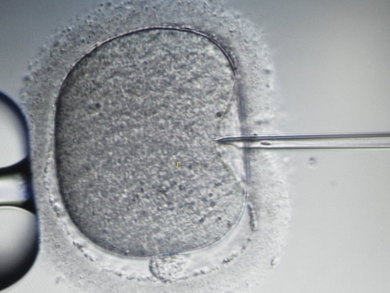 Embryo - Two reports on fertility treatment published
