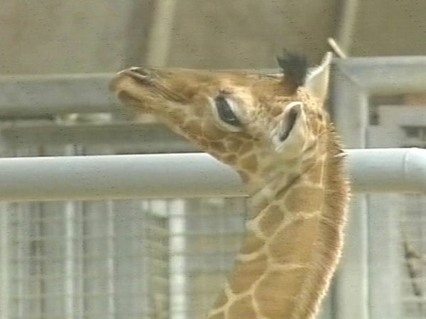 Kiara - Already 1.9m tall