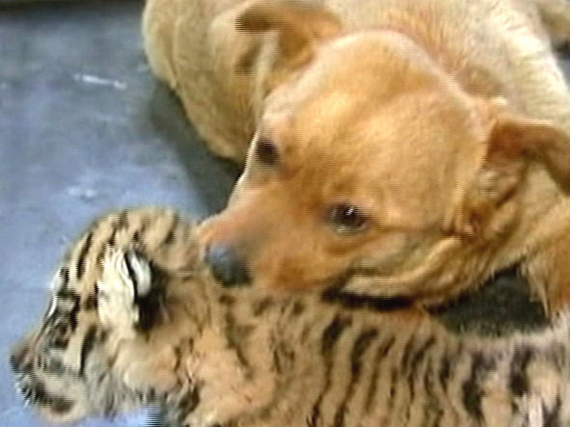 May and Juchka - Tiger gets dog mother