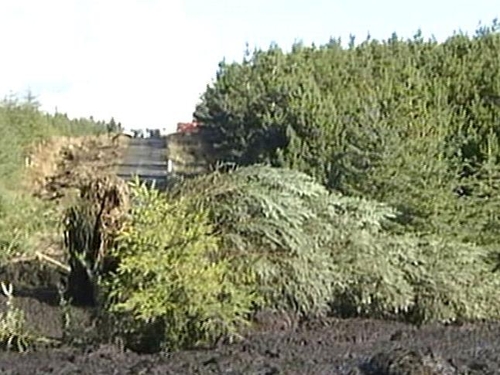 Derrybrien - Landslide killed 50,000 fish