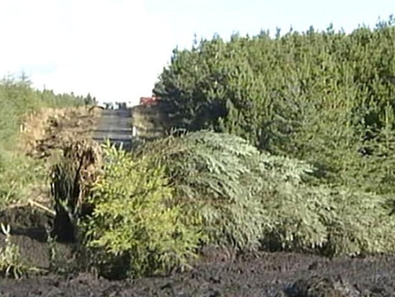 Derrybrien - Landslide killed 50,000 fish