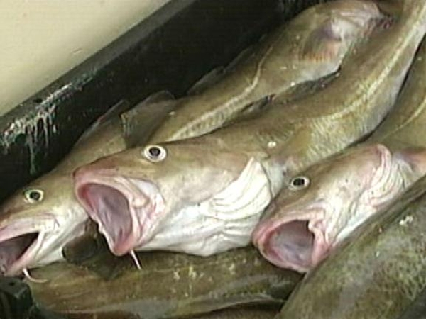 Fish - Irish fleet defends its quota