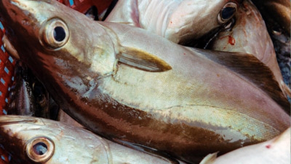 Lime Herb Crusted Fillet of Pollack on a bed of Cr