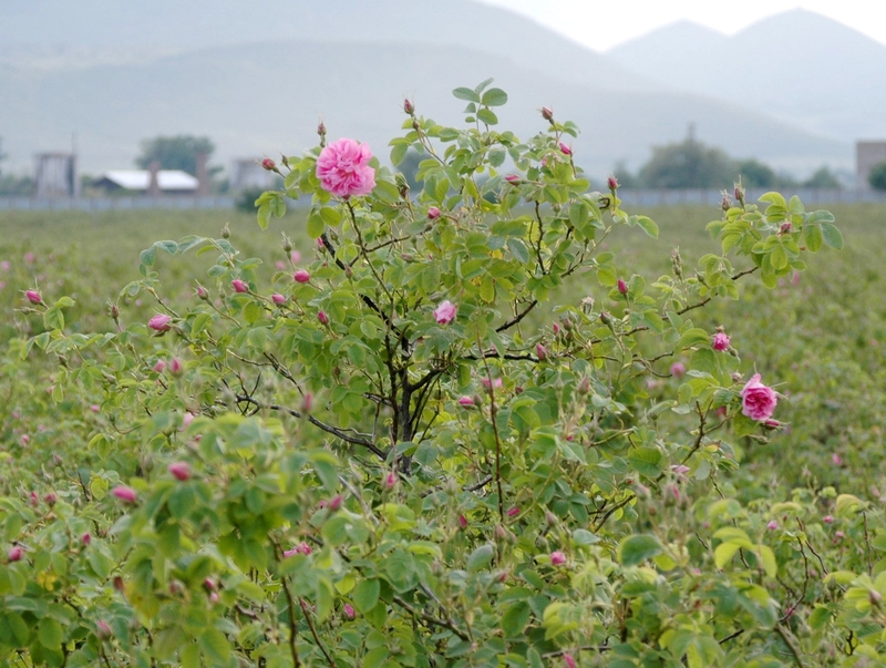 Bulgarian Roses - An old industry is in bloom again
