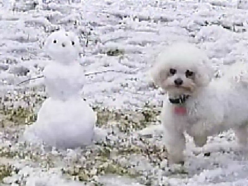 Sydney - 'Soft hail' was good enough to make a snowman